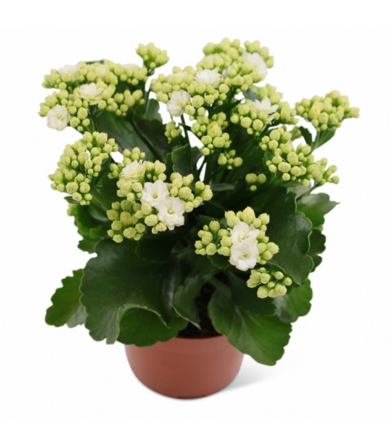 Kalanchoe Ø 10.5 BLANC