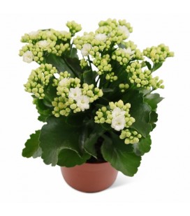 Kalanchoe Blanc Ø 12