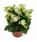 Kalanchoe Blanc Ø 12