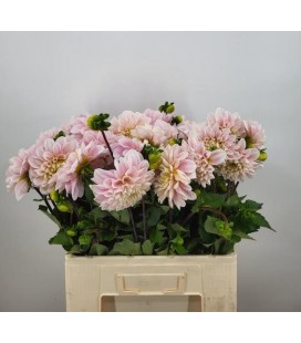 Dahlia sweet nathalie 55 cm