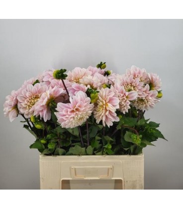 Dahlia sweet nathalie 55 cm