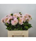 Dahlia sweet nathalie 55 cm