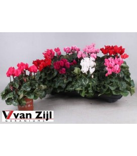 Cyclamen sup Petticoa Ø 10.5