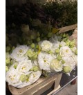 Lisianthus Alissa White