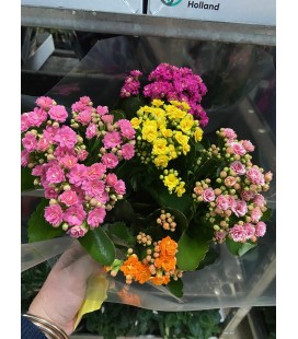 Kalanchoe coupe de 23 carnaval