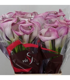 Calla Denver 60 cm