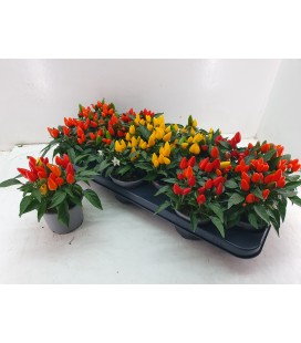 Capsicum Ø 10.5