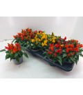 Capsicum Ø 10.5