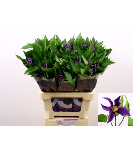 Clematite Amazing Oslo 70 cm