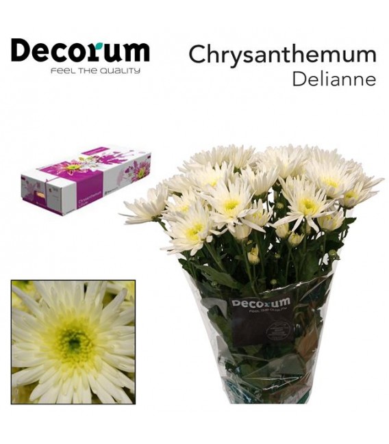 Chrysantheme Delian White