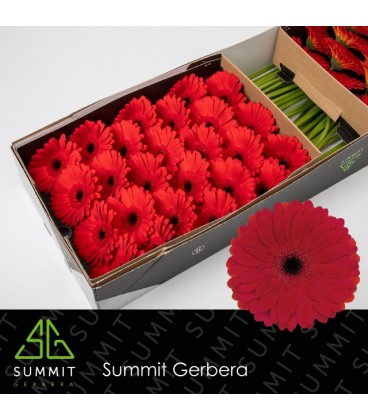 Gerbera Barones 