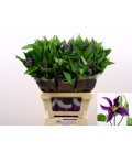 Clematite amazing Oslo 60 cm