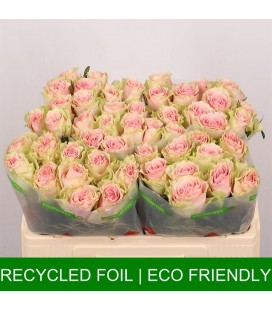 Rose Fruttteto 50 cm x 10