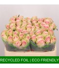 Rose Fruttteto 50 cm