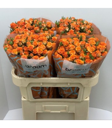 Rose Branchue Smashing 70 cm