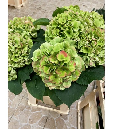 Hortensia Verena 70 cm
