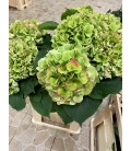 Hortensia Verena cl 80 cm Vert