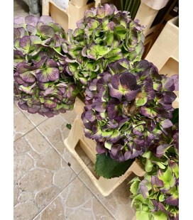 Hortensia Verena Bleu cl 60 cm