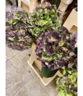 Hortensia Verena Bl cl 60 cm
