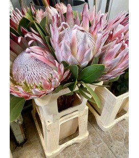Protea Cynaroides 50 cm
