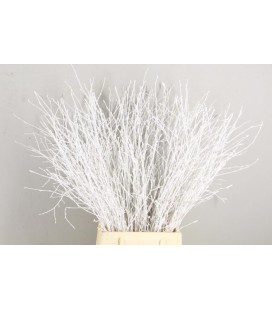 Bouleau Blanc 70 cm ( bottillon)