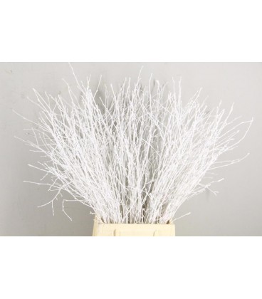 Bouleau Blanc 70 cm ( bottillon)