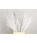 Bouleau Blanc 70 cm ( bottillon)