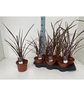 Phormium Red Sensation Ø 15