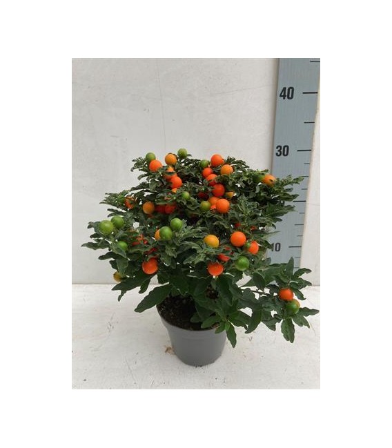 Solanum thorino pot de 13