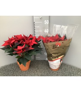 Poinsettia rouge +5 fl pot14 terre 