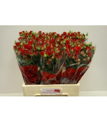 Rose Branchue Mirabel 60 cm