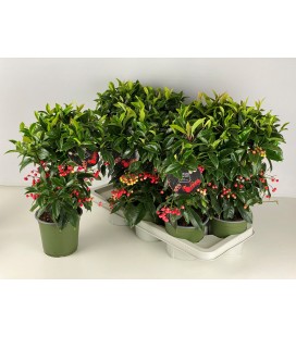 Ardisia pot de 14 
