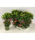Ardisia pot de 14