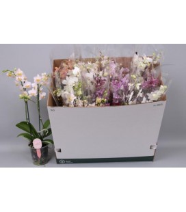 Phalaenopsis MF Ø12 h 50 Mix 3 b 