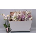 Phalaenopsis MF pot de 12 h 50 Mix