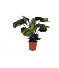 Calathea Medallion pot de 19