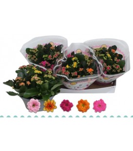 Kalanchoe coupe carnal Ø 23