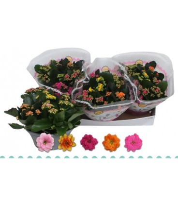 Kalanchoe carnal Ø 23