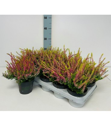 Calluna Ø12 mix