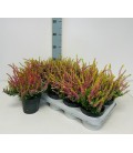 Calluna Ø12 mix