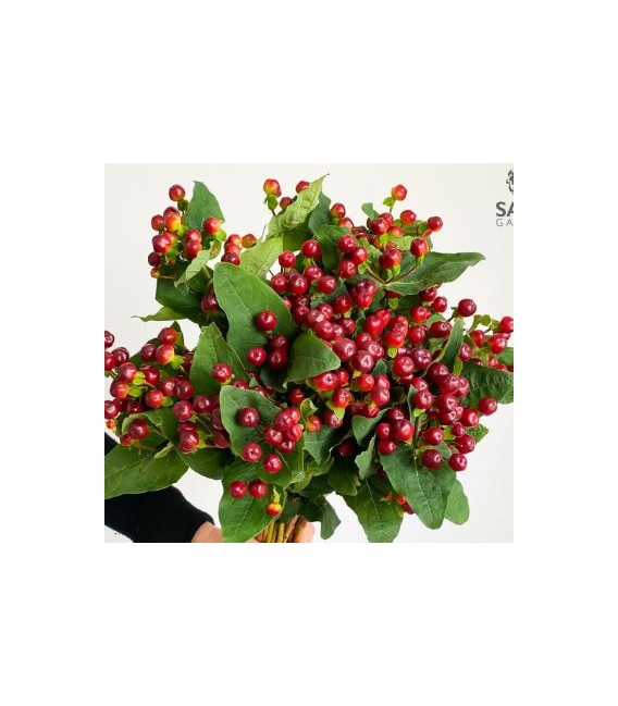 Hypericum Globo Burgundy 60 cm x25