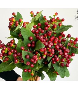 Hypericum Globo Burgundy 60 cm x25