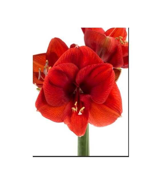 Amaryllis Ferrari 80 cm