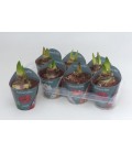 Amaryllis pot de 14 mix 4 coul