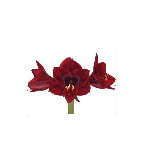 Amaryllis Co Lilliput 60 cm