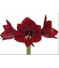 Amaryllis Co Lilliput 60 cm