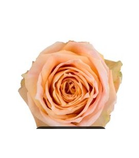 Rose Equat Peach Wave 50 cm x 25