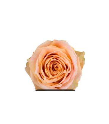 Rose Equat Peach Wave 50 cm x 25