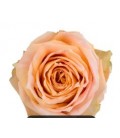 Rose Equat Peach Wave 50 cm x 25