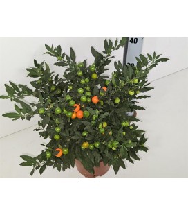 Solanum Supreme Megaball Pot de 17 